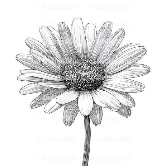 Digi Stamp - Blooming Daisy