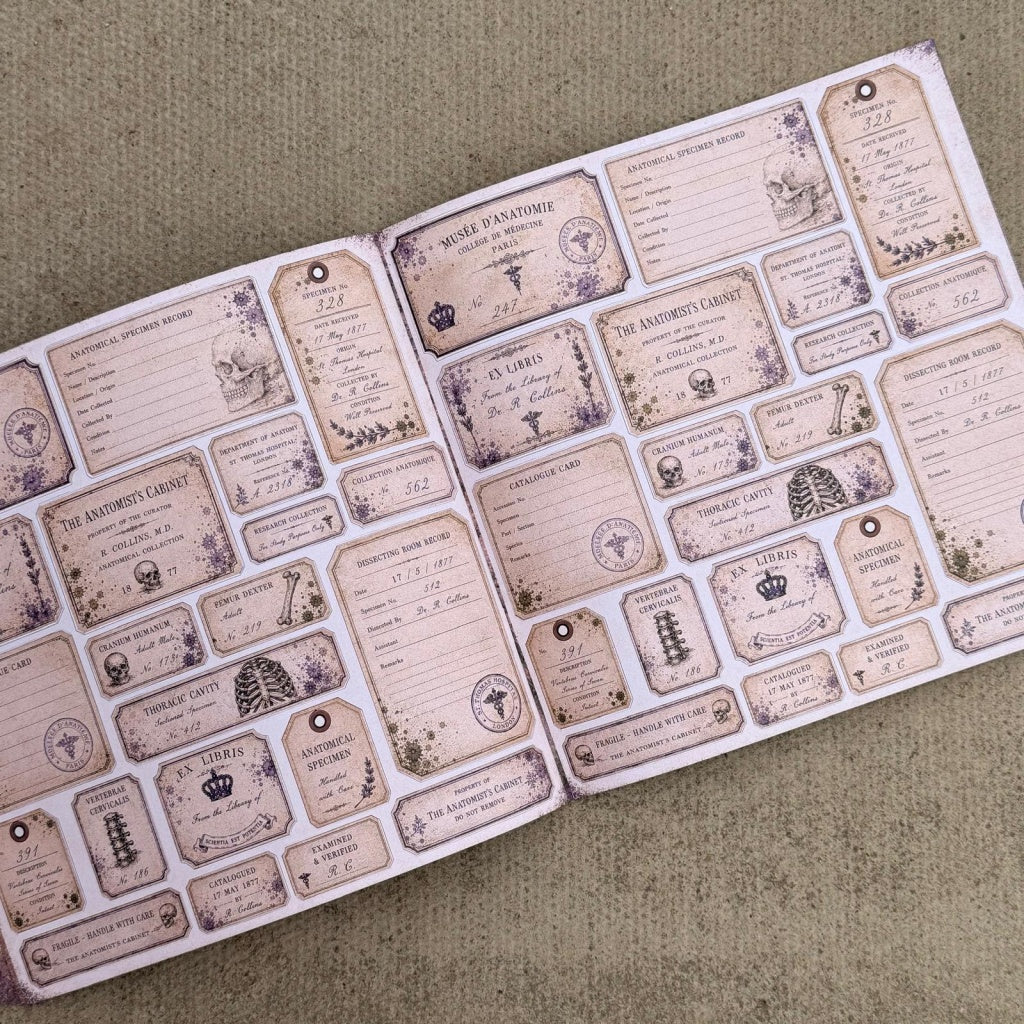 The Anatomist's Cabinet Paper Book - 8" x 8"
