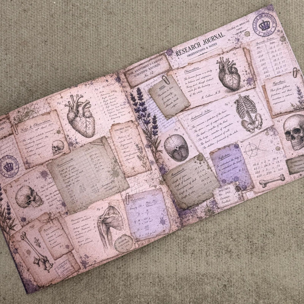 The Anatomist's Cabinet Paper Book - 8" x 8"